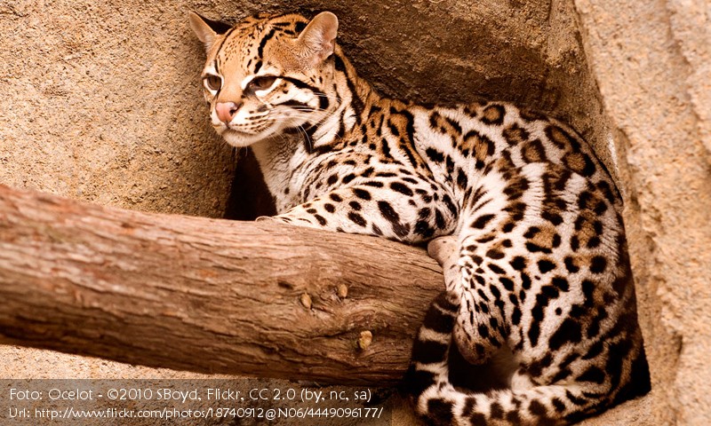 Im Vergleich Der Gepard Der Ozelot Der Leopard Zahlen Und Fakten Der Katzen